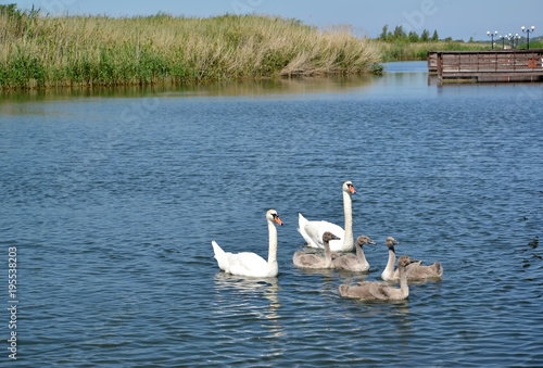 Swan family with baby birds in a lagoon of the Baltic Sea. Settlement Amber, Kaliningrad region photo