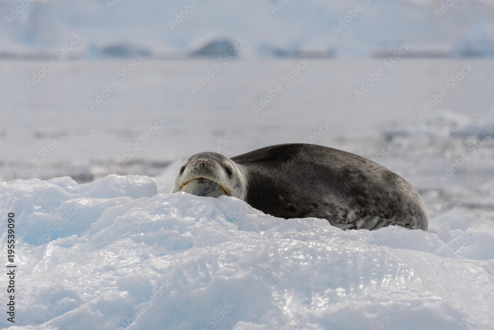 Obraz premium Leopard seal on ice