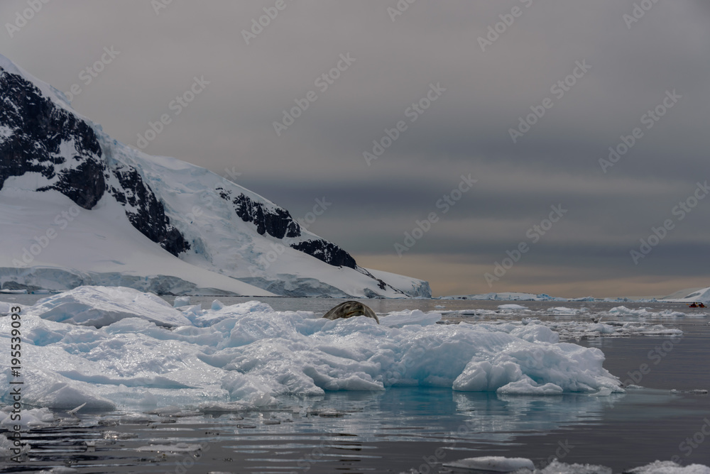 Fototapeta Lampart foka na lodzie