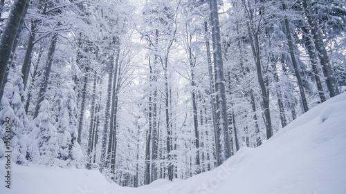 Frozen Forest, Czech Mountains, Winter