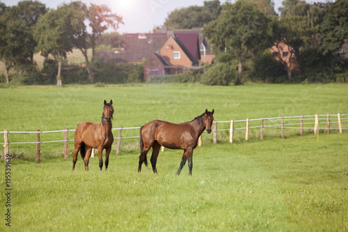 Horses are standing on meadow