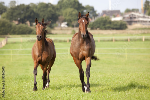 two young brown horses