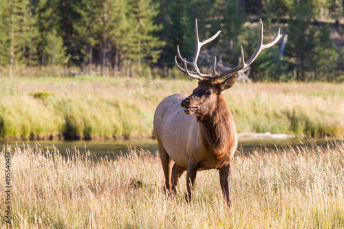 Wapiti Hirsch