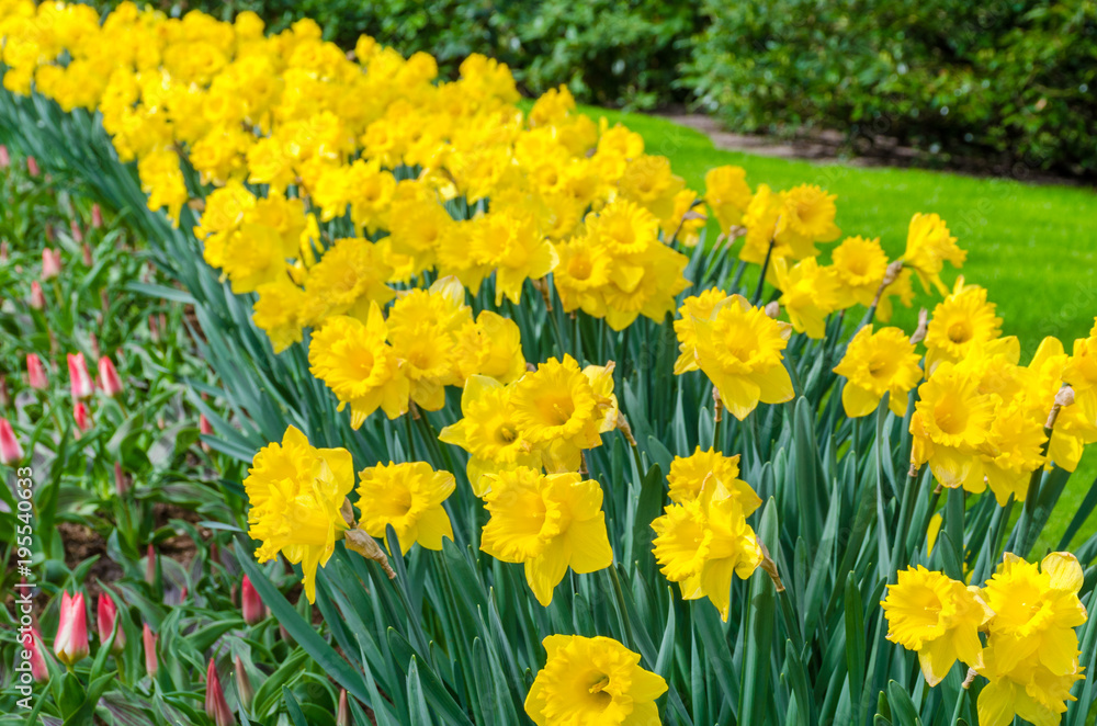 Obraz premium Flower bed with yellow daffodil flowers blooming in the Keukenhof spring garden from Lisse- Netherlands.;