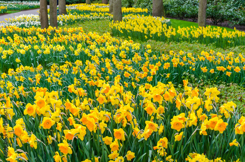 Fototapeta Naklejka Na Ścianę i Meble -  Flower bed with yellow daffodil flowers blooming in the Keukenhof spring garden from Lisse- Netherlands.;