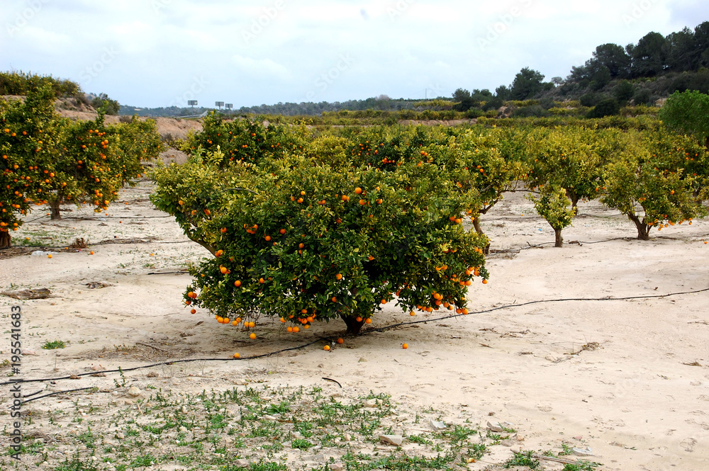 Fototapeta premium Orange tree