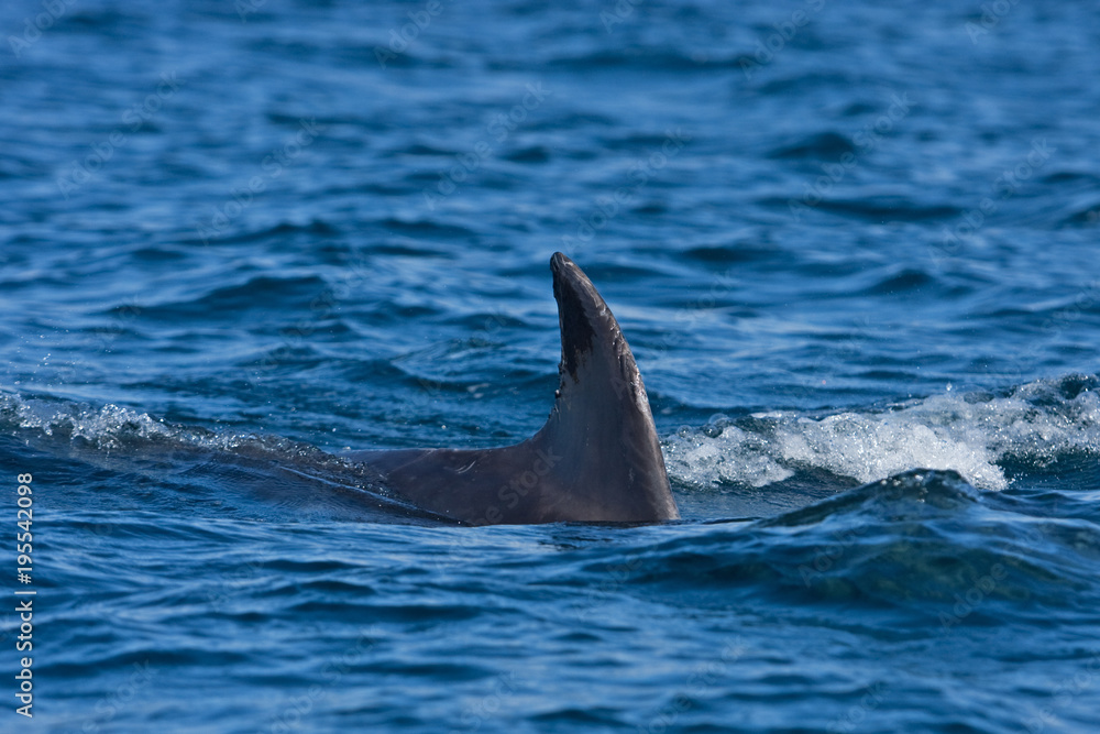 Naklejka premium Coll island, Scotland, Hebrides, bottlenose dolphin