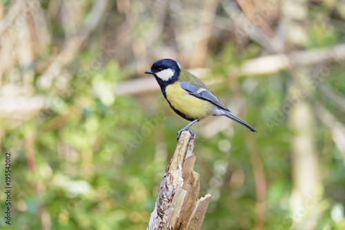 Great Tit perched on a broken sapling in bright sunlight.