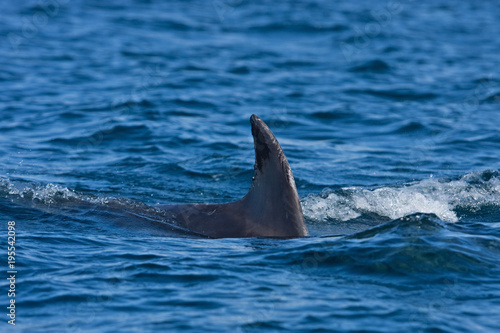 Coll island, Scotland, Hebrides, bottlenose dolphin