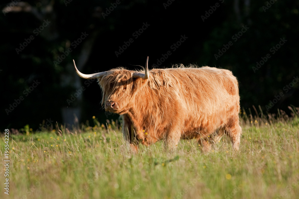 Coll island, Scotland, Scottish cow