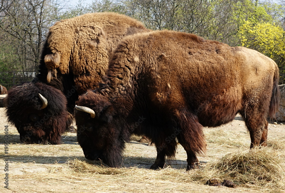 Strong and heavy bisons Strong and heavy bisons