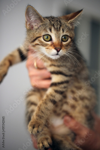 animal cat in a shelter detail - cute tiny brown, yellow and black kitten furry held up by a caucasian female hand