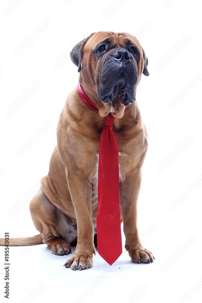 Obraz premium Beautiful dog