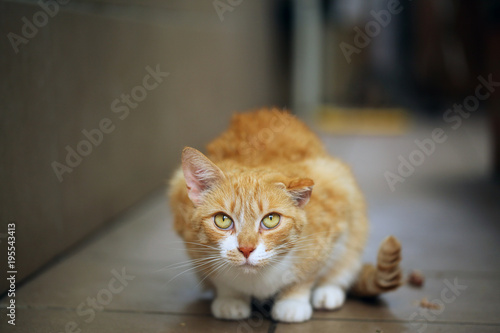 beautiful animal - funny red and white cat portrait with a floppy ear sitting on a pavement on a sunny day in a shelter outdoors 