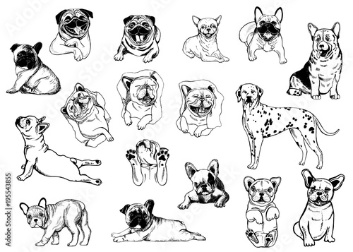 Photography Set of hand drawn sketch style dogs isolated on white background