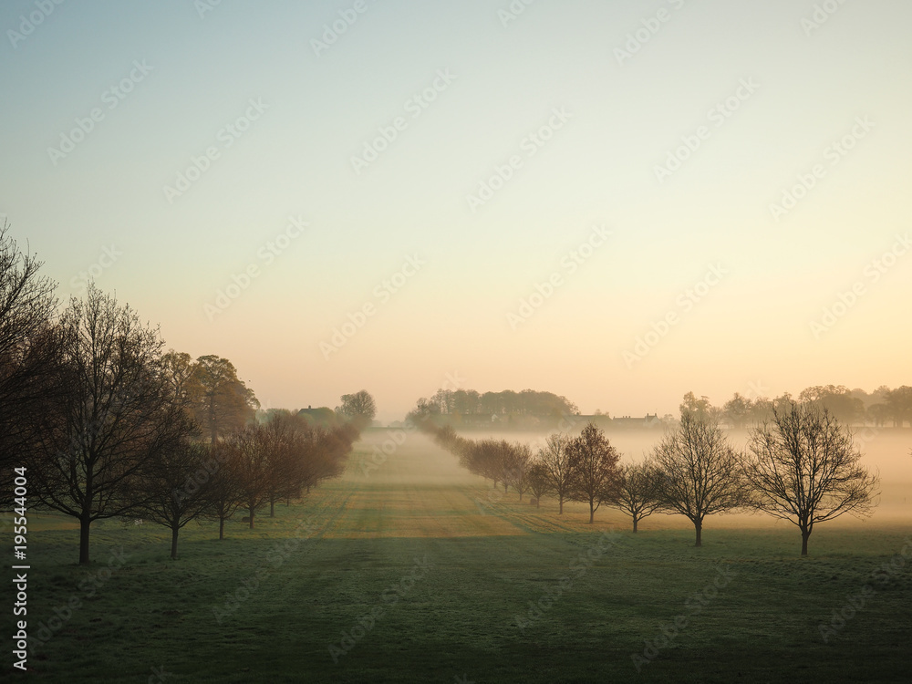 Naklejka premium Bare trees covered with morning mist in Windsor Great Park.