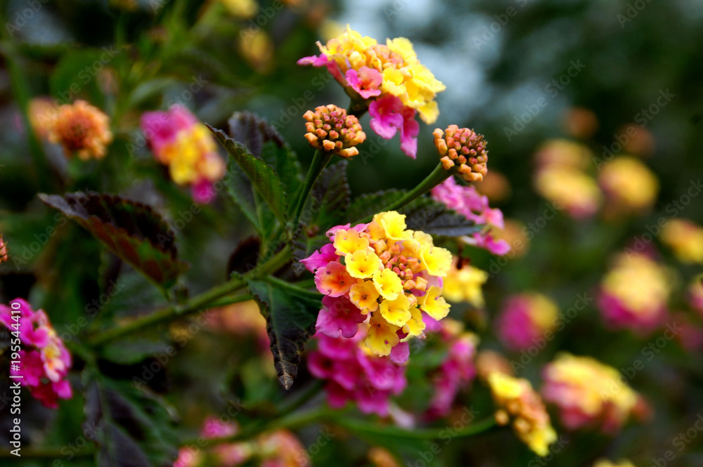 Lantana Lantana