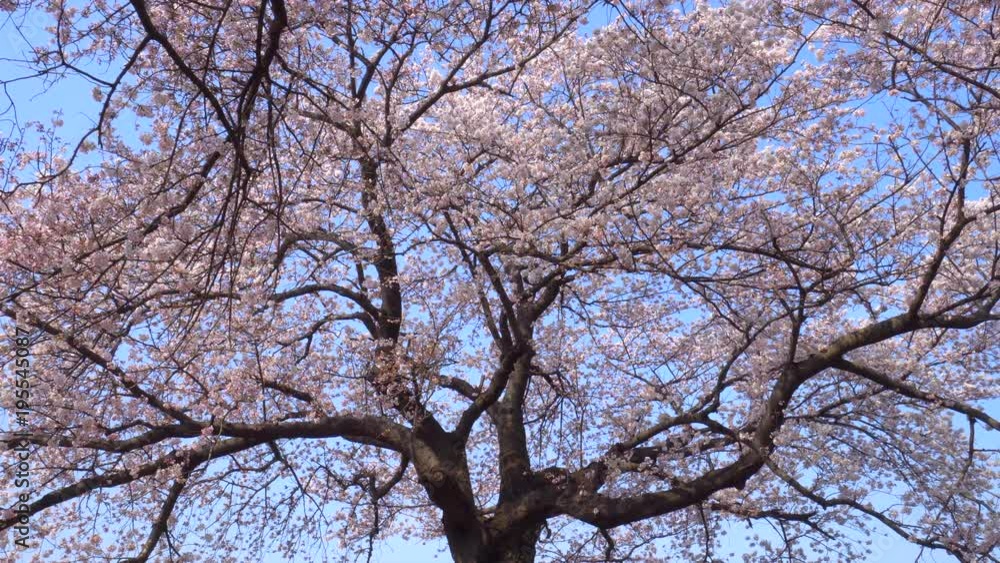 Cherry blossoms in full bloom / zoom Cherry blossoms in full bloom / zoom