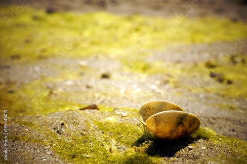 Muschel am Strand
