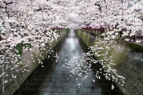 Nakameguro Kanal im Frühling zum Kirschblüten Festival in Tokio, Japan photo