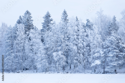 Wallpaper Mural Trees covered in frost snow nature winter scene Torontodigital.ca