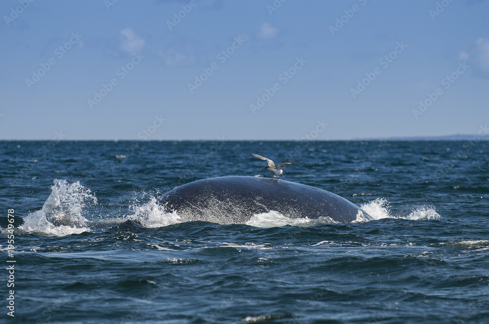 Naklejka premium Whale and gull, Patagonia, Argentina
