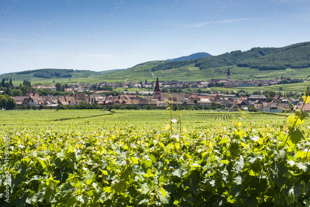 Vineyard in Alsace France