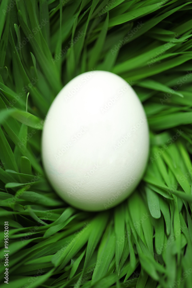 Single blank Easter egg hidden in grass Single blank Easter egg hidden in grass