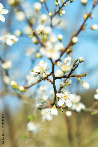 Bloom in spring macro detail