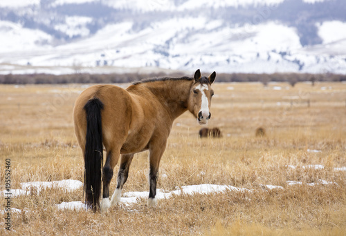 Wild horses of Wyoming in winter. January 2018