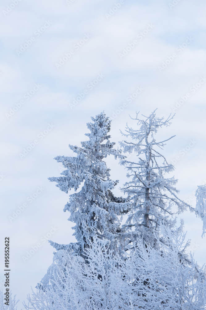 Trees covered in frost snow nature winter scene Trees covered in frost snow nature winter scene