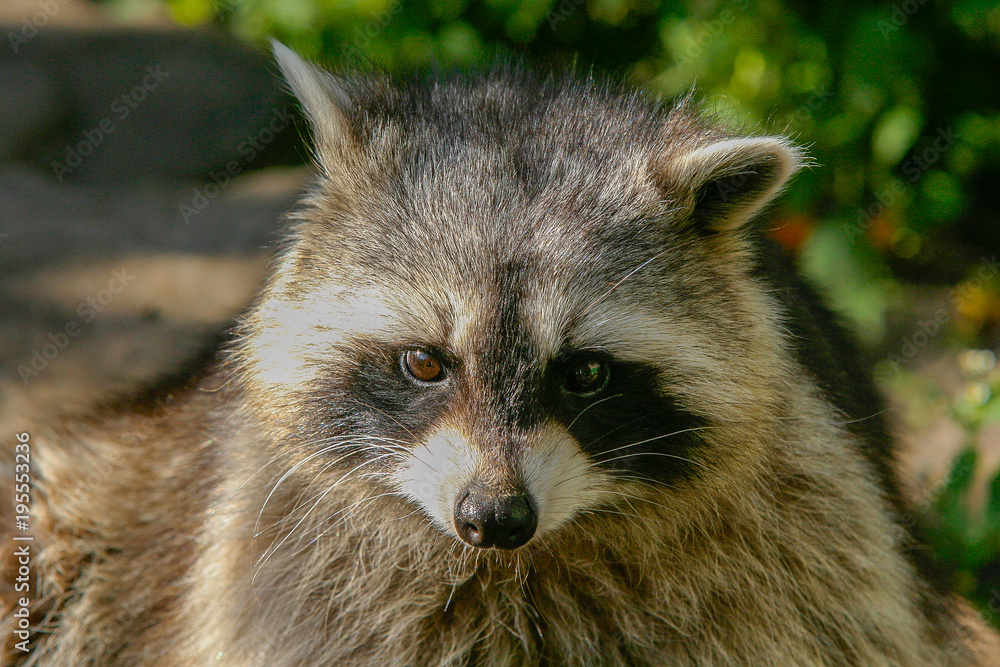 Portrait of a raccoon in the zoo