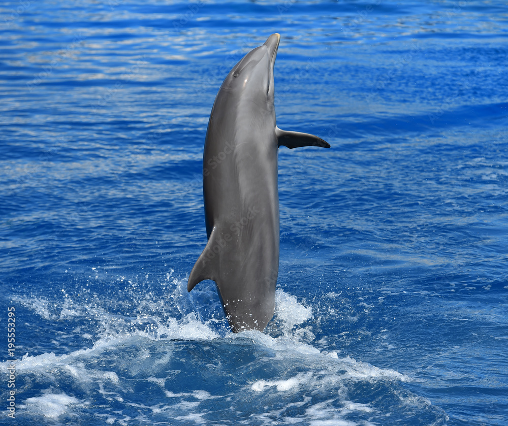 Naklejka premium dolphin
