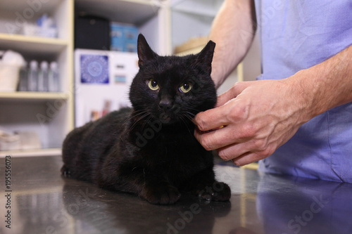 Black cat in veterinary clinic.