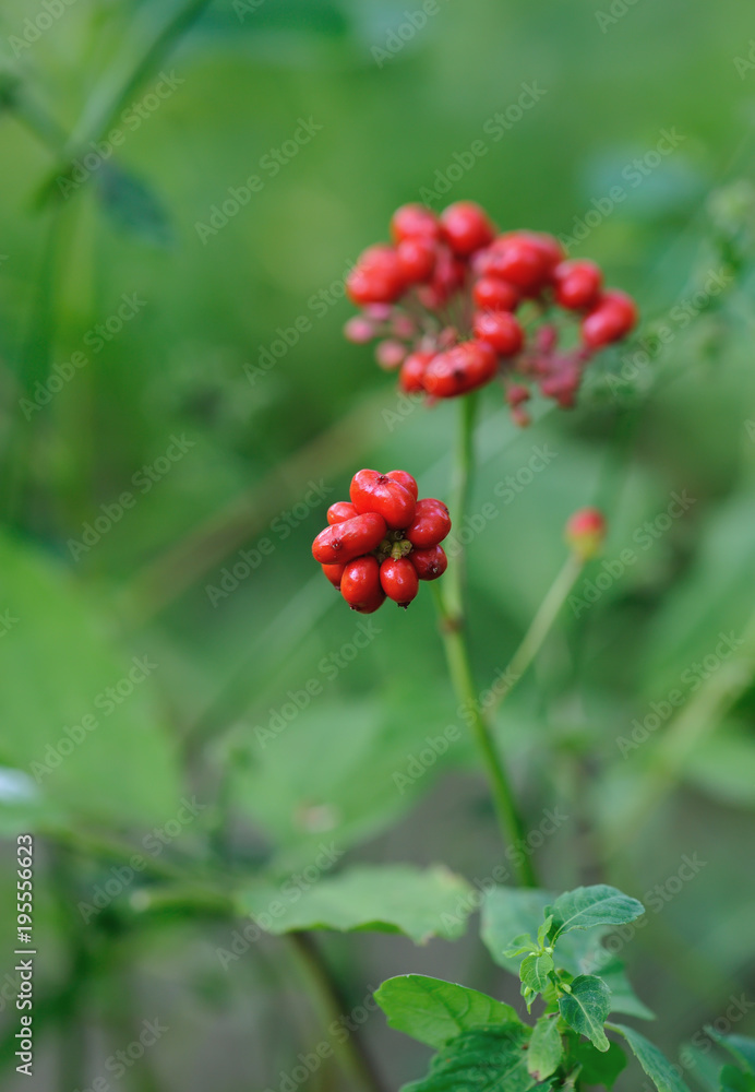 Korean wild root ginseng with berries. A close up of the wild most famous medicinal plant ginseng (Panax ginseng). Isolated on green background.