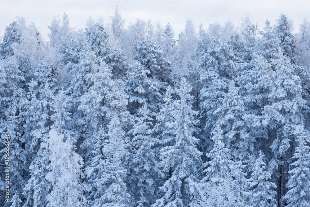 Trees covered in frost snow nature winter scene Trees covered in frost snow nature winter scene