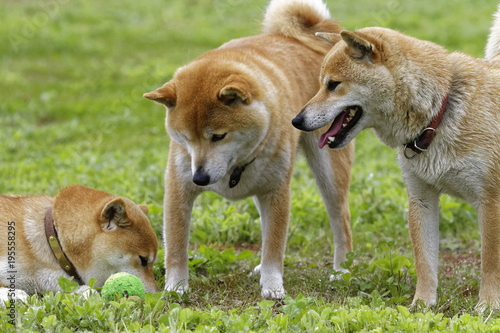 雨上がりに遊ぶ柴犬