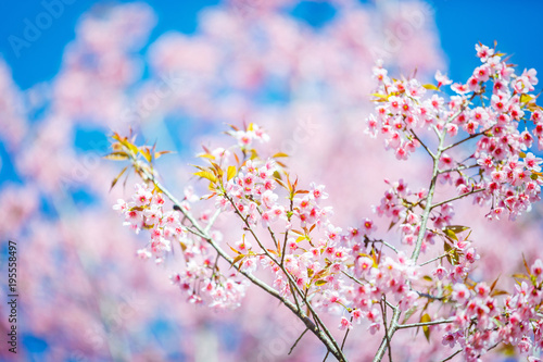 Beautiful Pink Cherry Blossom on nature background in soft light of sunset, Sakura flower