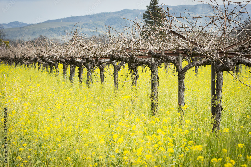 Fototapeta premium Napa Valley mustard fields