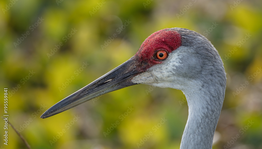 sandhill crane poses for a close up side profile shot