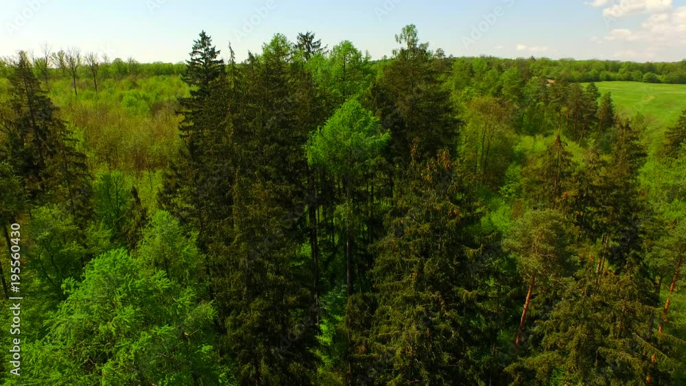 Beautiful green forest at spring time from above. Beautiful green forest at spring time from above.