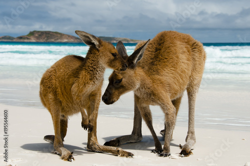 Kangaroos on Lucky Bay - Cape Le Grand National Park - Australia