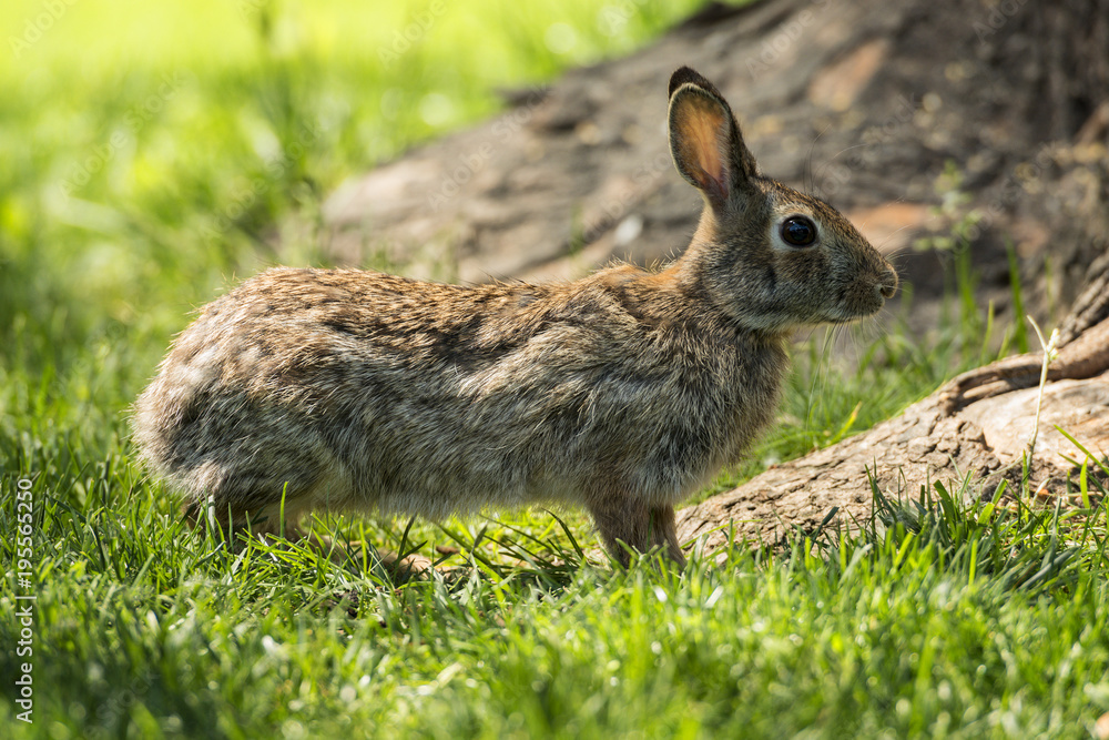 Cottontail Rabbit. Cottontail Rabbit.
