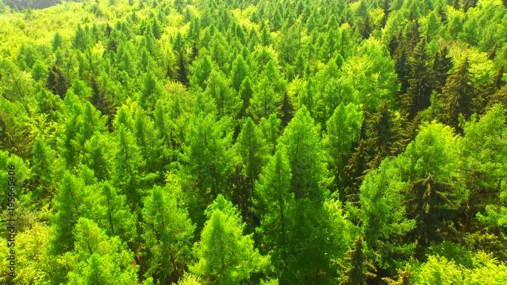 Spring mixed forest from above. Spring mixed forest from above.