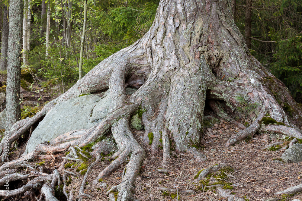 Big pine tree trunk roots at forest Big pine tree trunk roots at forest