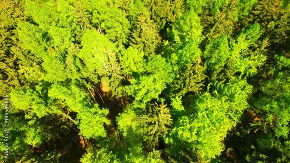 Spring mixed forest from above. Spring mixed forest from above.