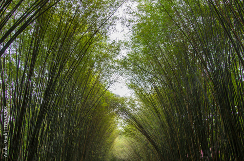 Bamboo tunnel at Wat Chulabhorn Wanaram subdistrict of Ban Phrik Ban Na District Nakhon Nayok Province Thailand.