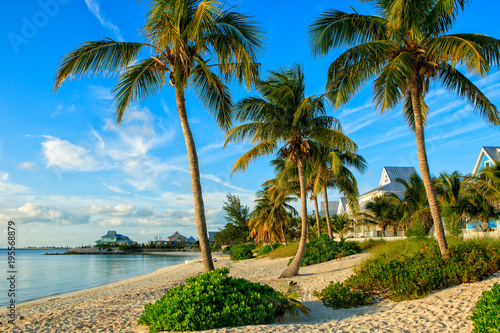 A beautiful beach covered with palm trees in the Bahamas.