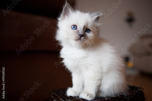 Young adorable white Sacred Birman kitten photo