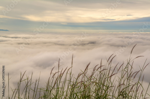 sea of mist and grass flower at sunrise background